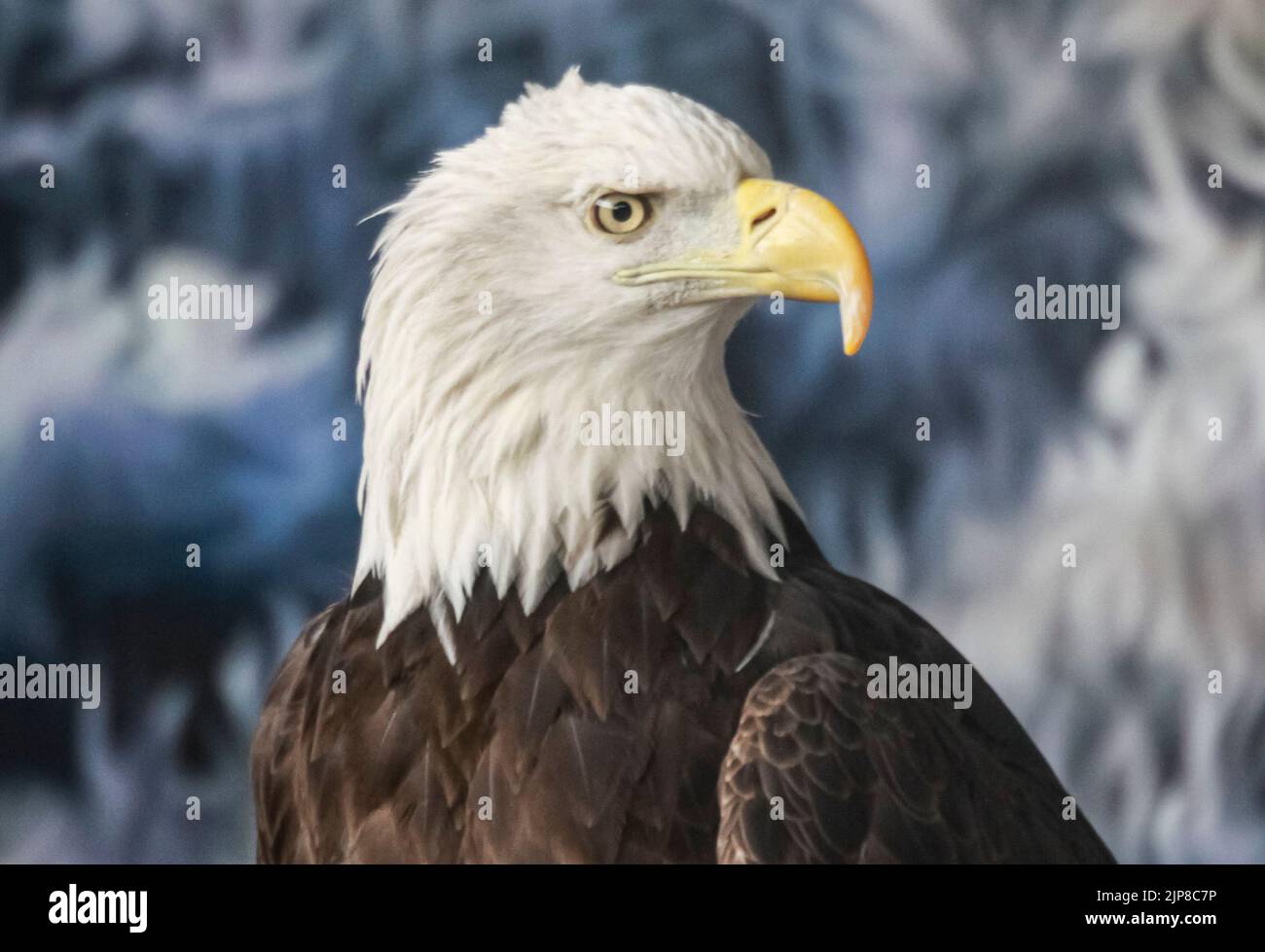 American bald eagle (Haliaeetus leucocephalus) on display at the