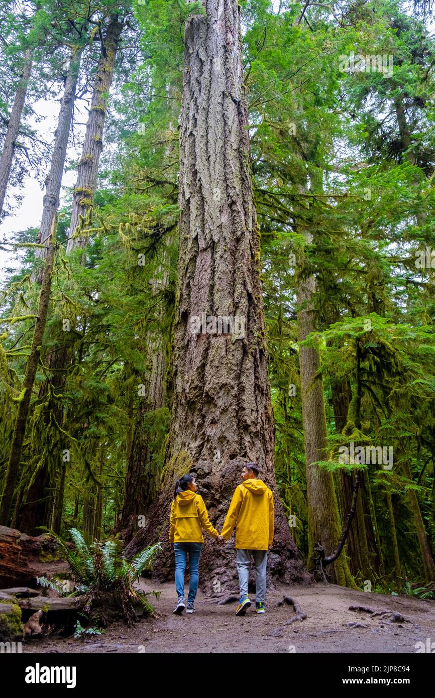Cathedral Grove park Vancouver Island Canada forest with huge Douglas trees and people in a yellow rain jacket, and raincoats. Vancouver Island is a rainforest with huge woods. Stock Photo