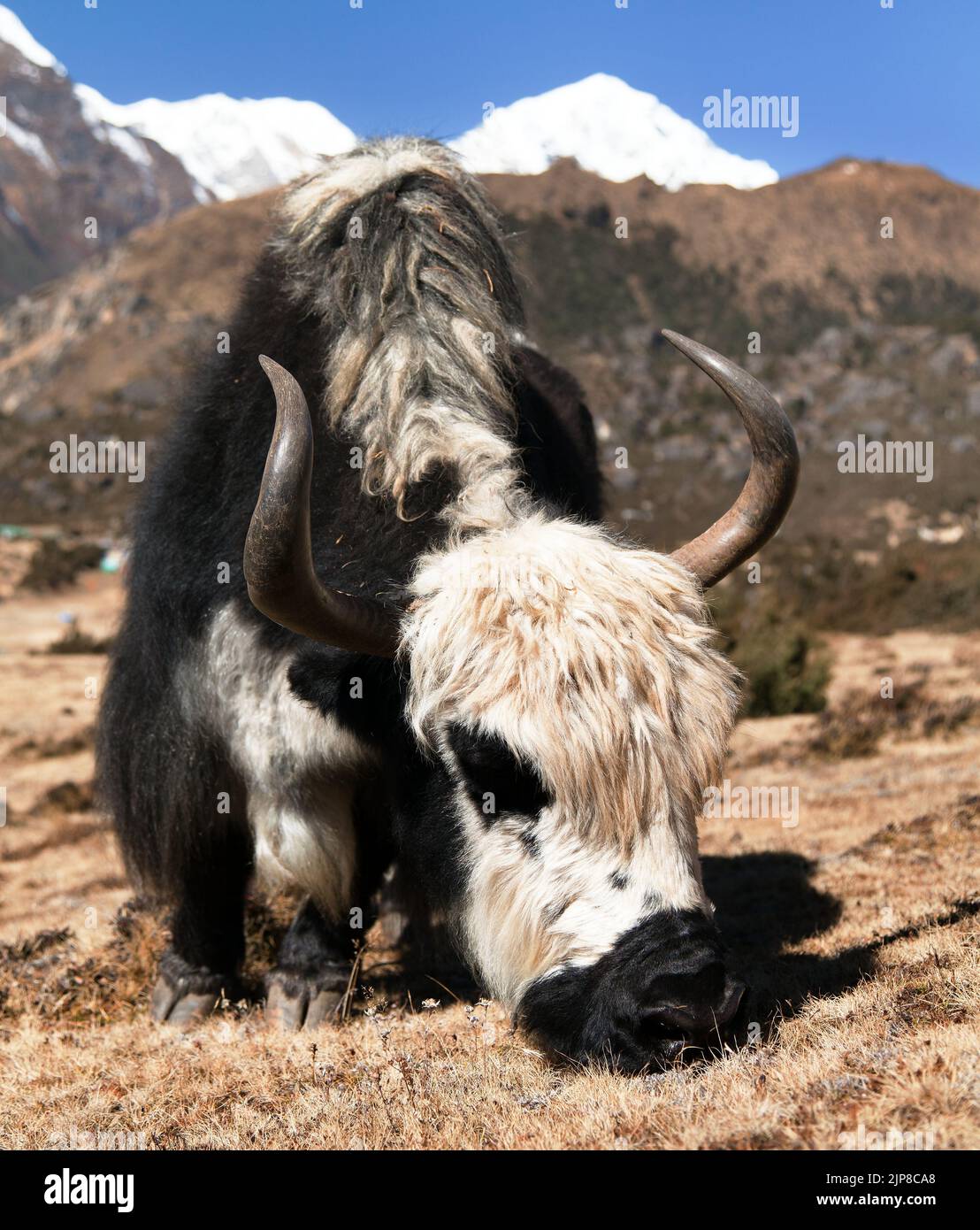 Black and white yak on the way to Everest base camp - Nepal Stock Photo