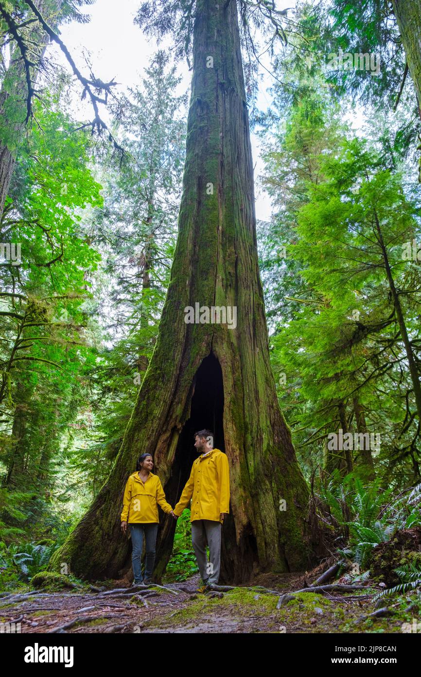 Cathedral Grove park Vancouver Island Canada forest with huge Douglas trees and people in a yellow rain jacket, and raincoats. Vancouver Island is a rainforest with huge woods. Stock Photo