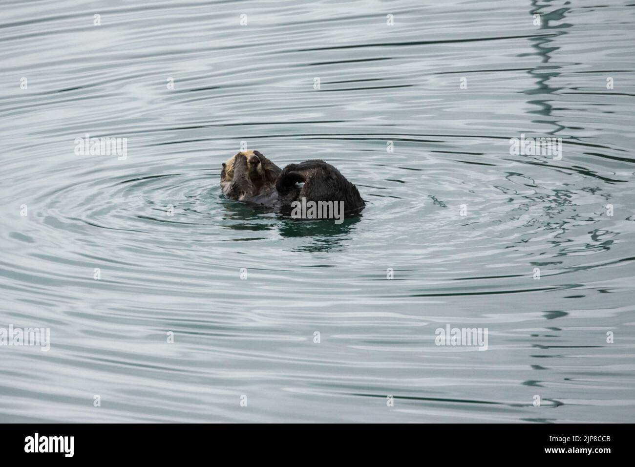Sea otters in the water at Whittier, Alaska, USA Stock Photo