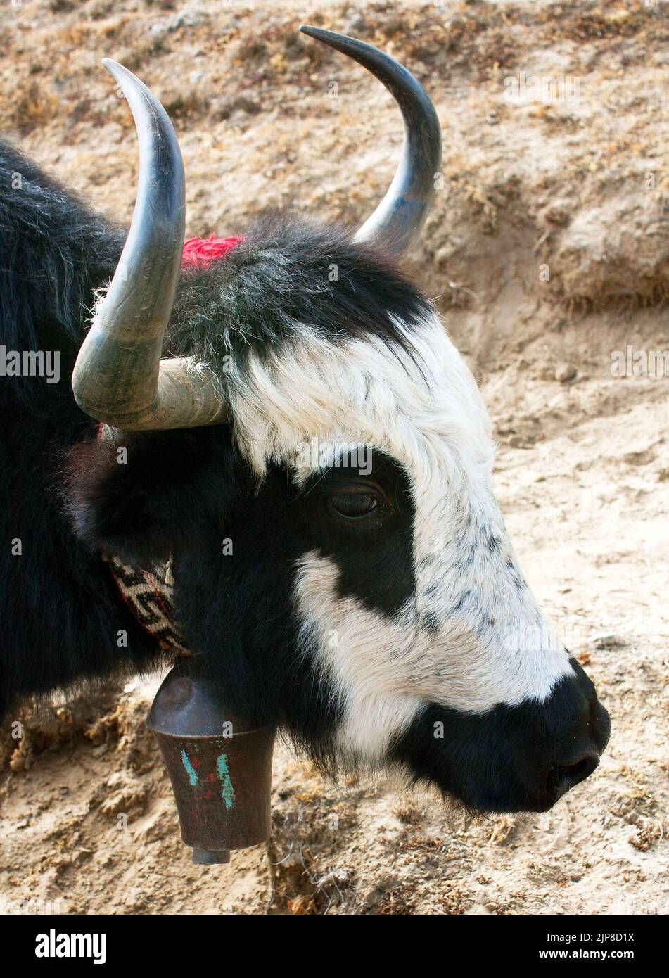 Head of black and white yak with cow bell on the way to Everest base camp - Nepal Stock Photo