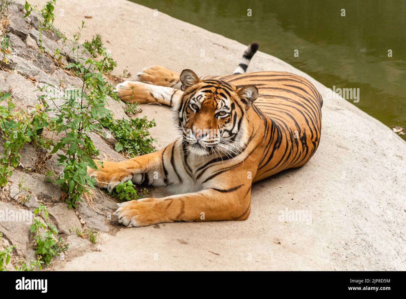 Tiger resting in the nature near the water Stock Photo