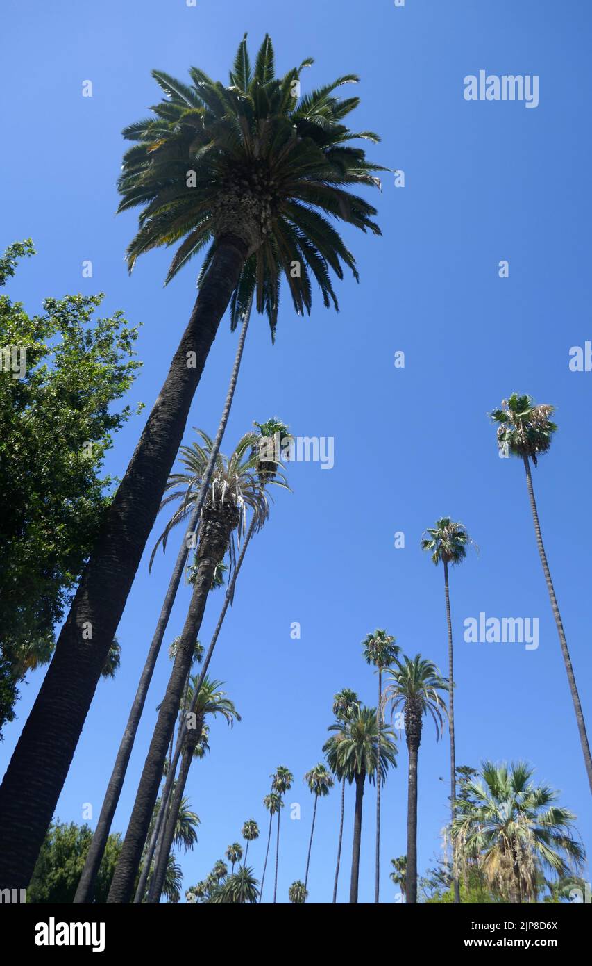 Beverly Hills, California, USA 15th August 2022 Palm Trees and Blue Sky on August 15, 2022 in Beverly Hills, California, USA. Photo by Barry King/Alamy Stock Photo Stock Photo