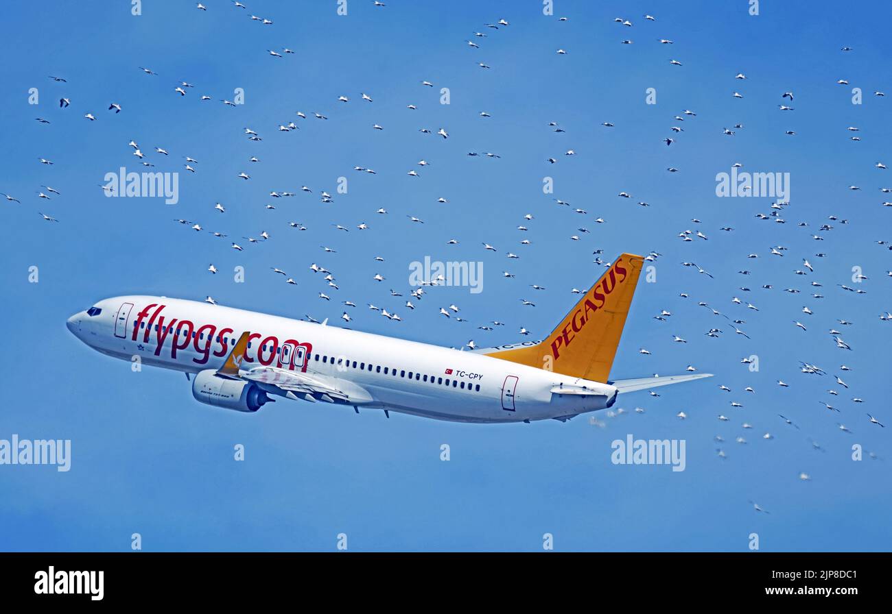 TC-CPY Pegasus Boeing 737-800 in flight surrounded by a flock of birds Stock Photo