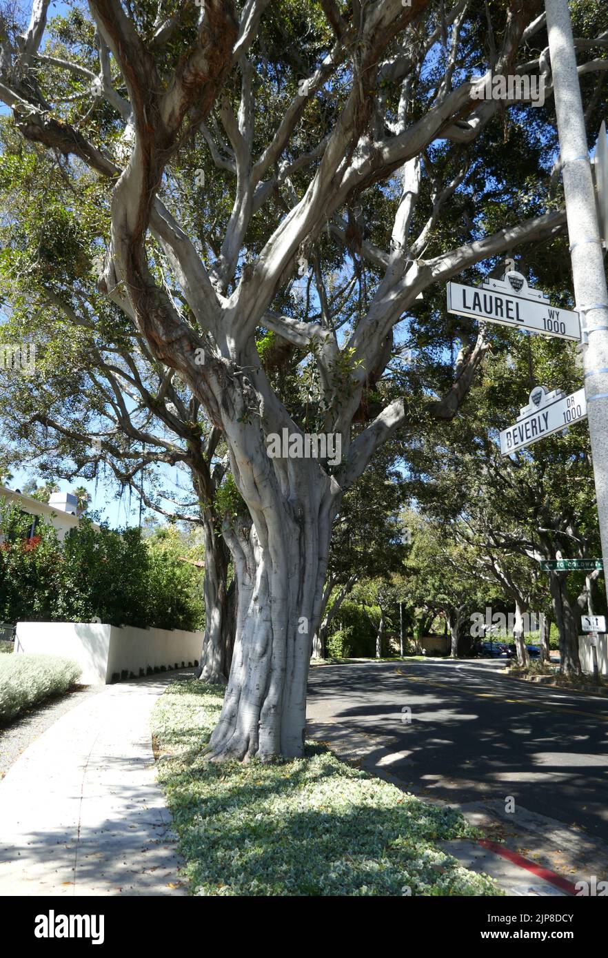Beverly Hills, California, USA 15th August 2022 Beverly Drive and Laurel Way on August 15, 2022 in Beverly Hills, California, USA. Photo by Barry King/Alamy Stock Photo Stock Photo
