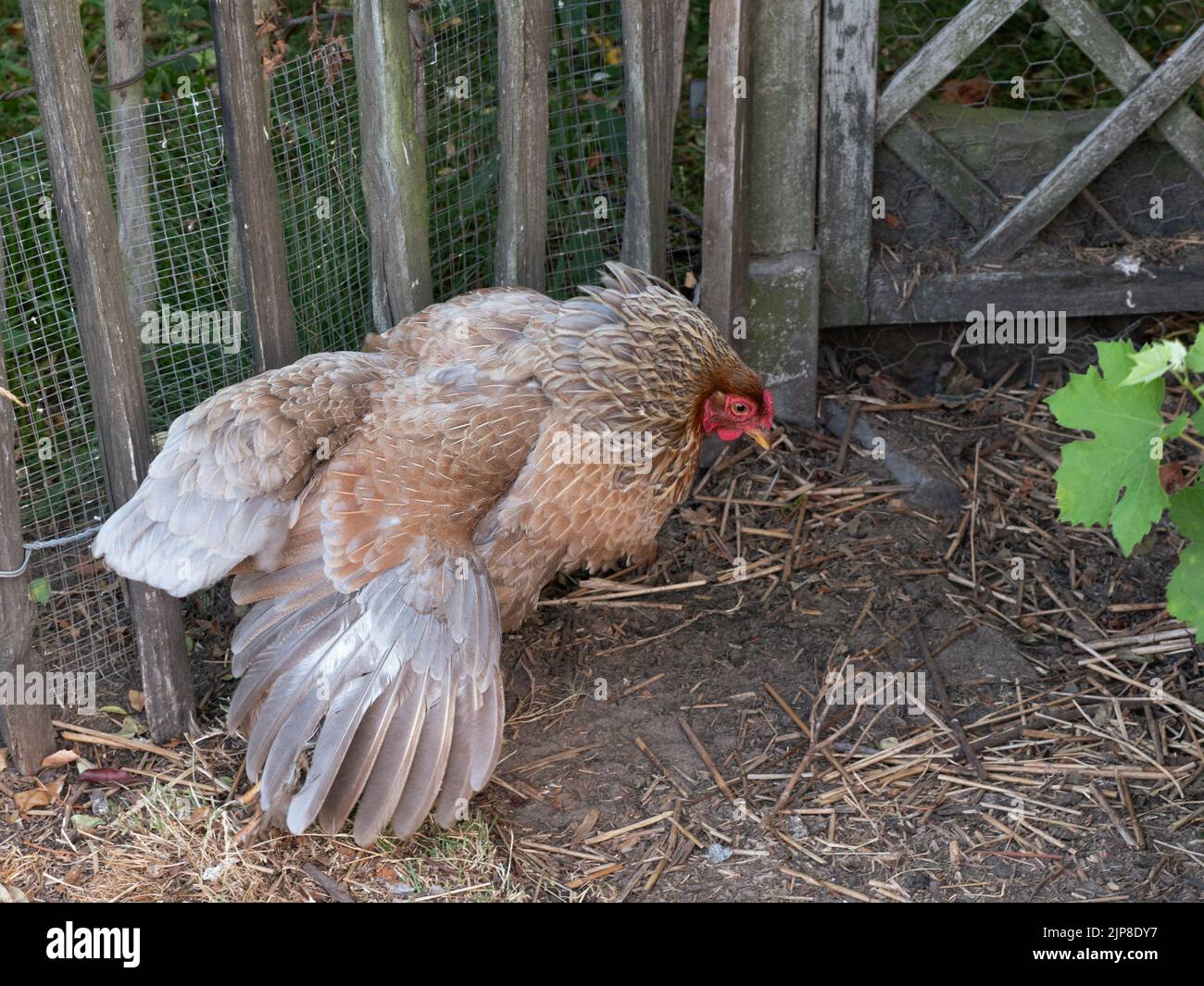 Brown gray laying hen stretching her wing Stock Photo Alamy