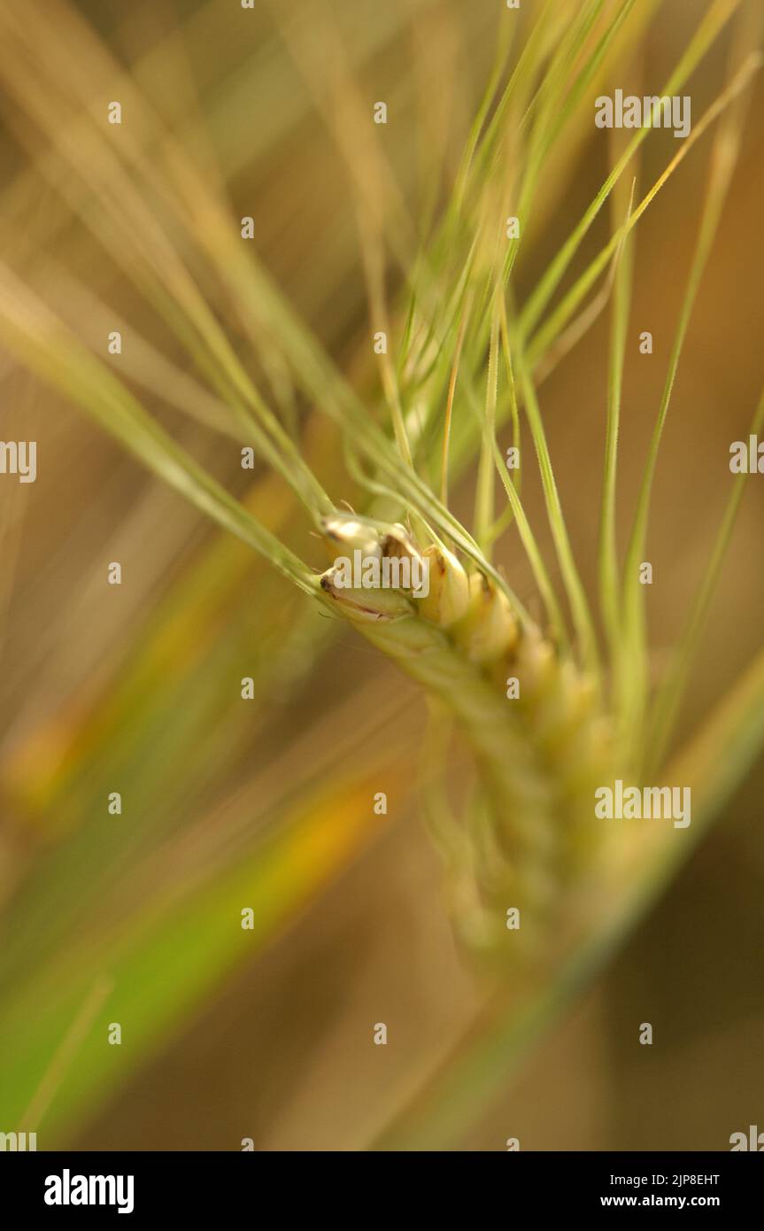 Corn Maize Wheat Barley Stock Photo - Alamy