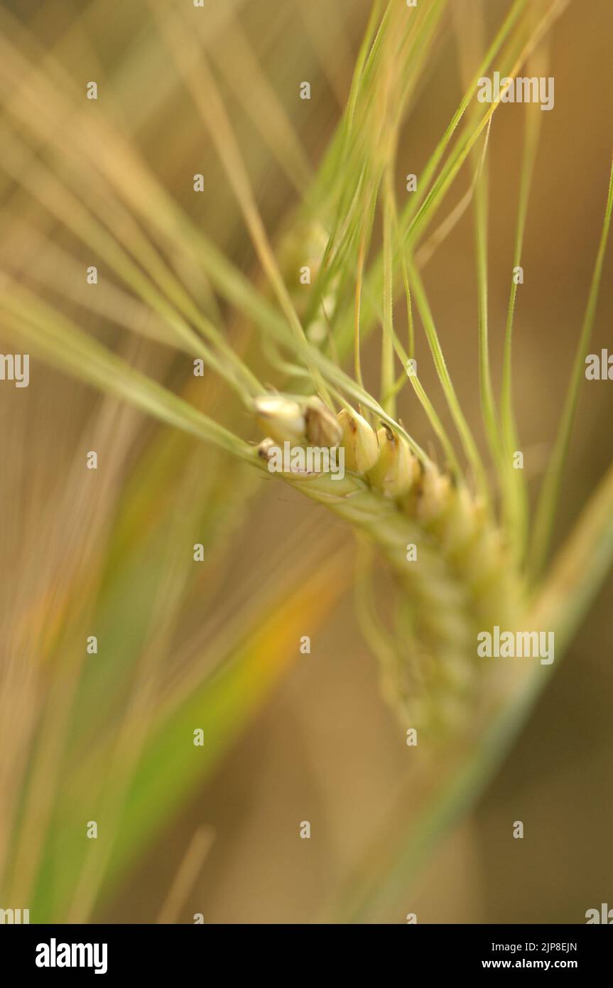 Corn Maize Wheat Barley Stock Photo Alamy