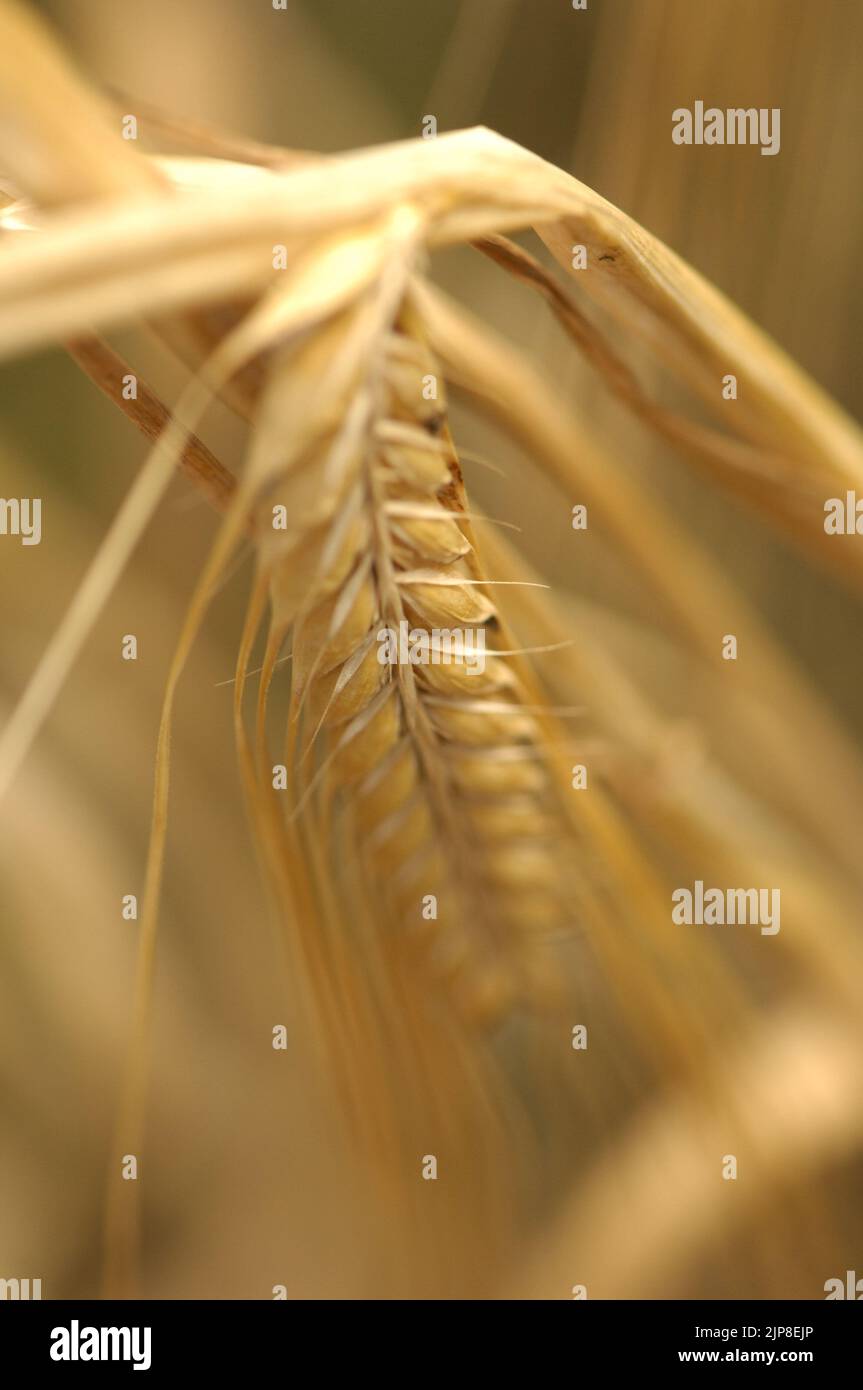 Corn Maize Wheat Barley Stock Photo - Alamy