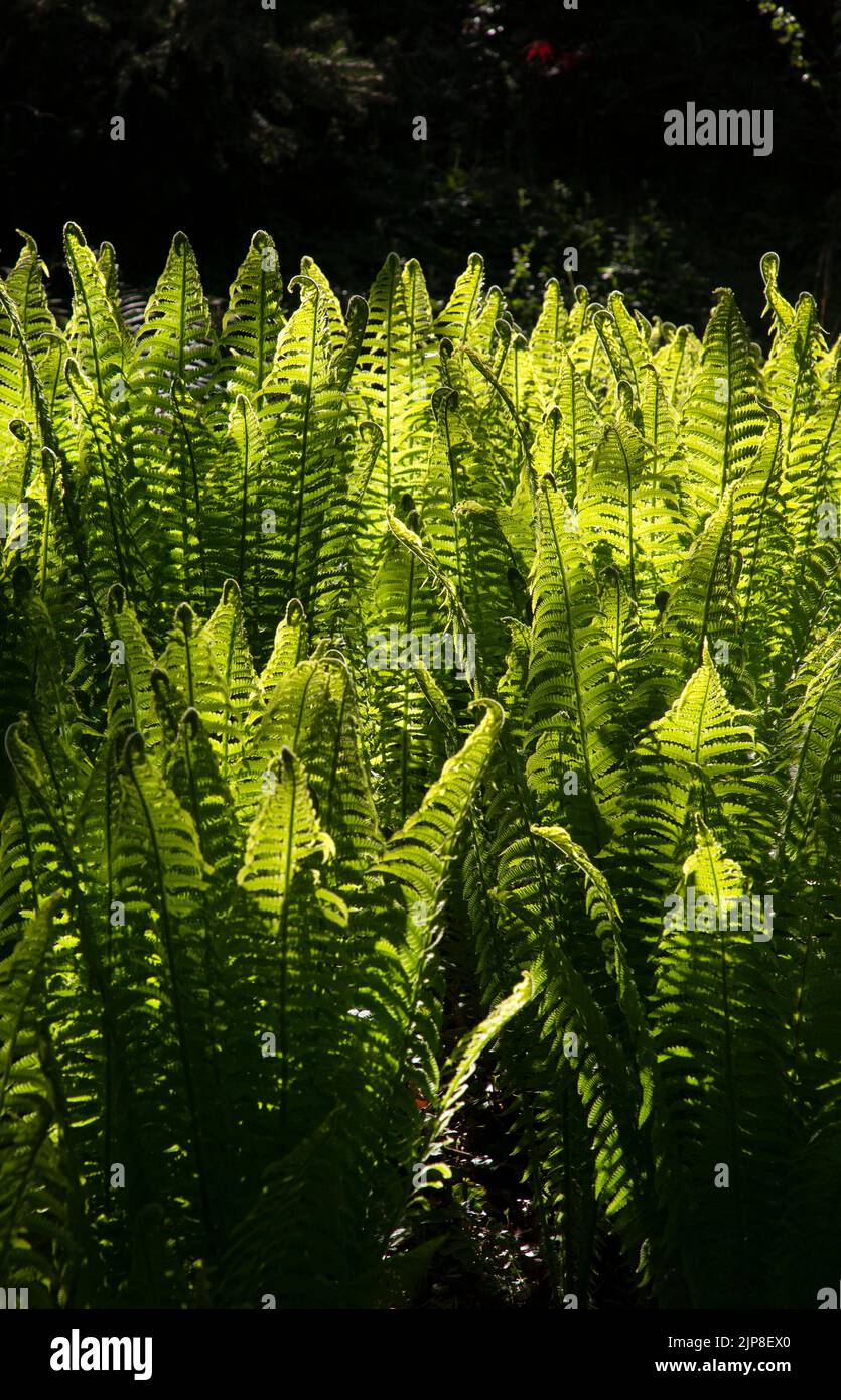 backlit ferns in shady english garden Stock Photo
