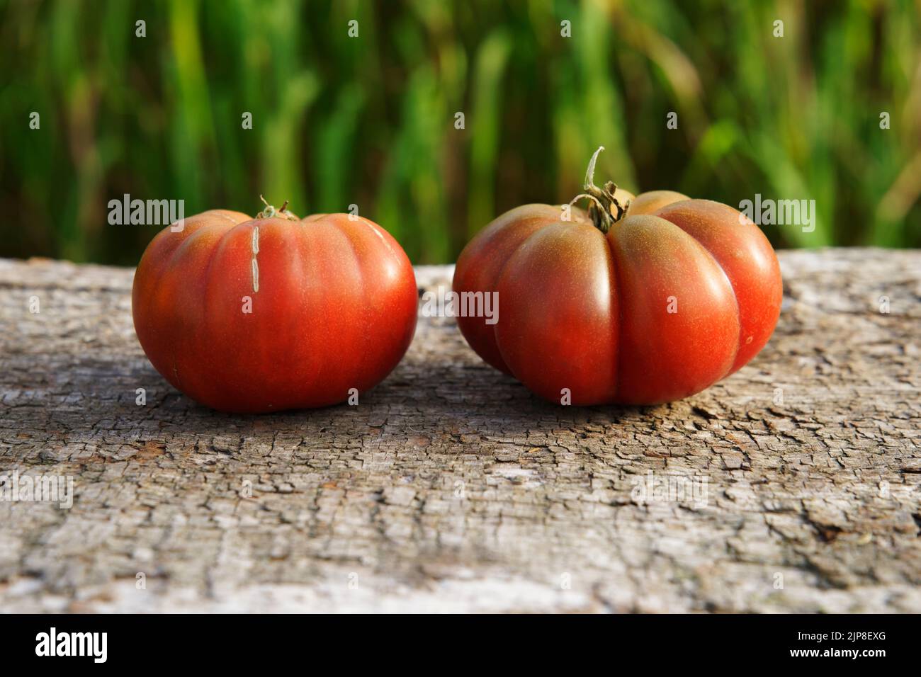 Vegetable garden tomatoes, variety : Black Crimea. Stock Photo