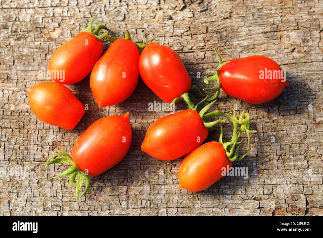 Vegetable garden tomatoes, variety : Olivette Roma tomato. Stock Photo