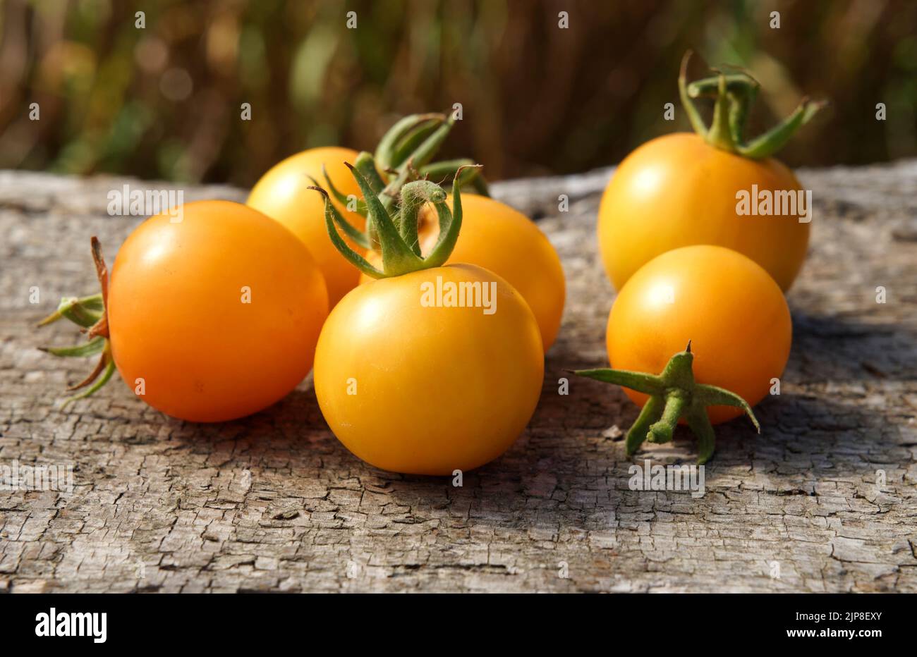 Vegetable garden tomatoes, variety : Lemon Boy (yellow round tomato). Stock Photo