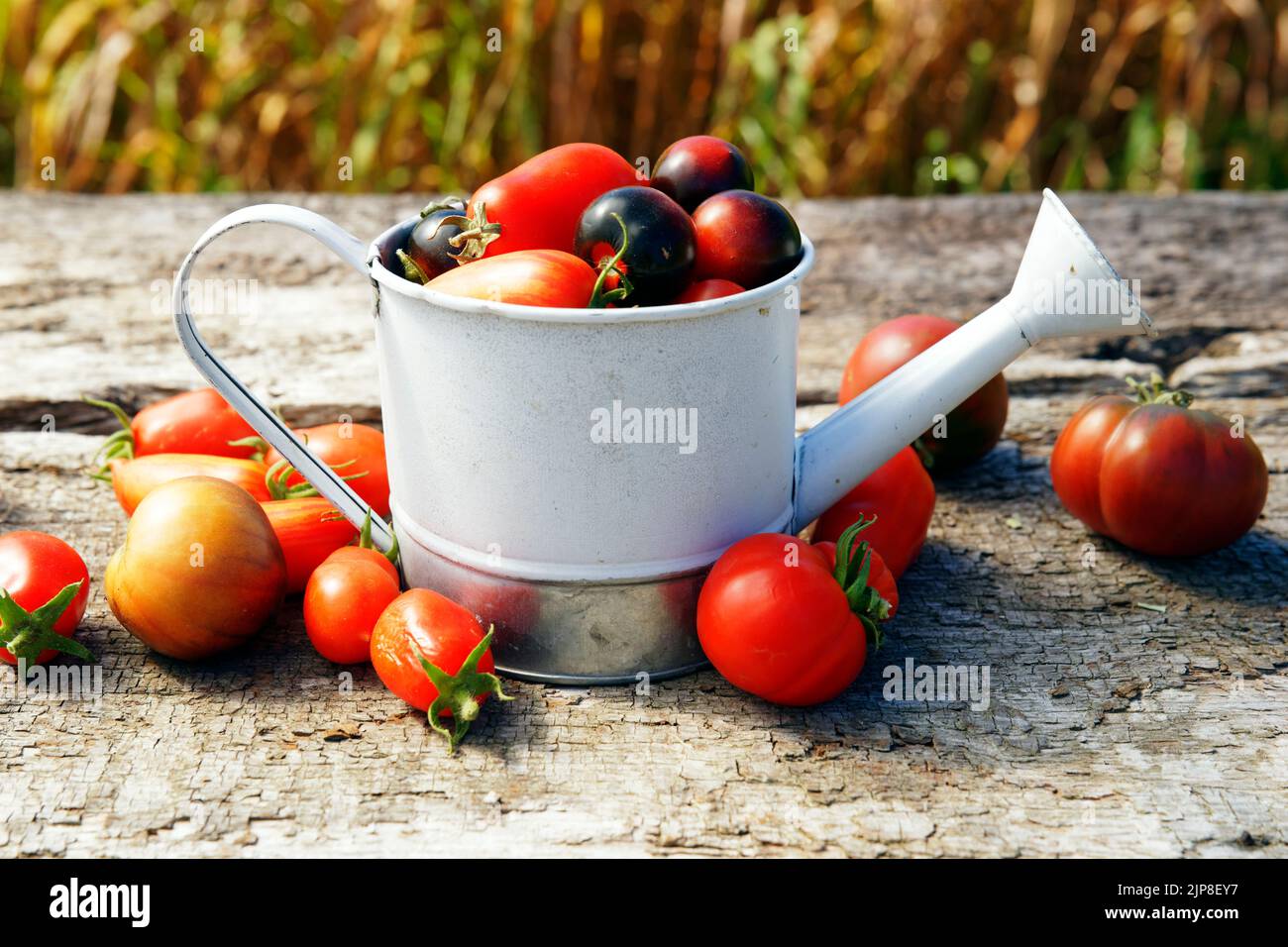 Vegetable garden tomatoes, garden tomatoes in a small watering can Stock Photo
