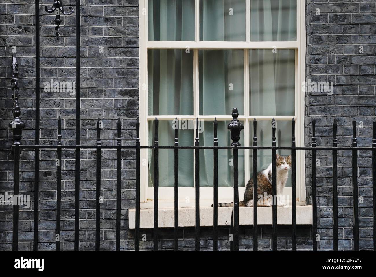 Larry the cat sits outside 10 Downing Street, Westminster, London