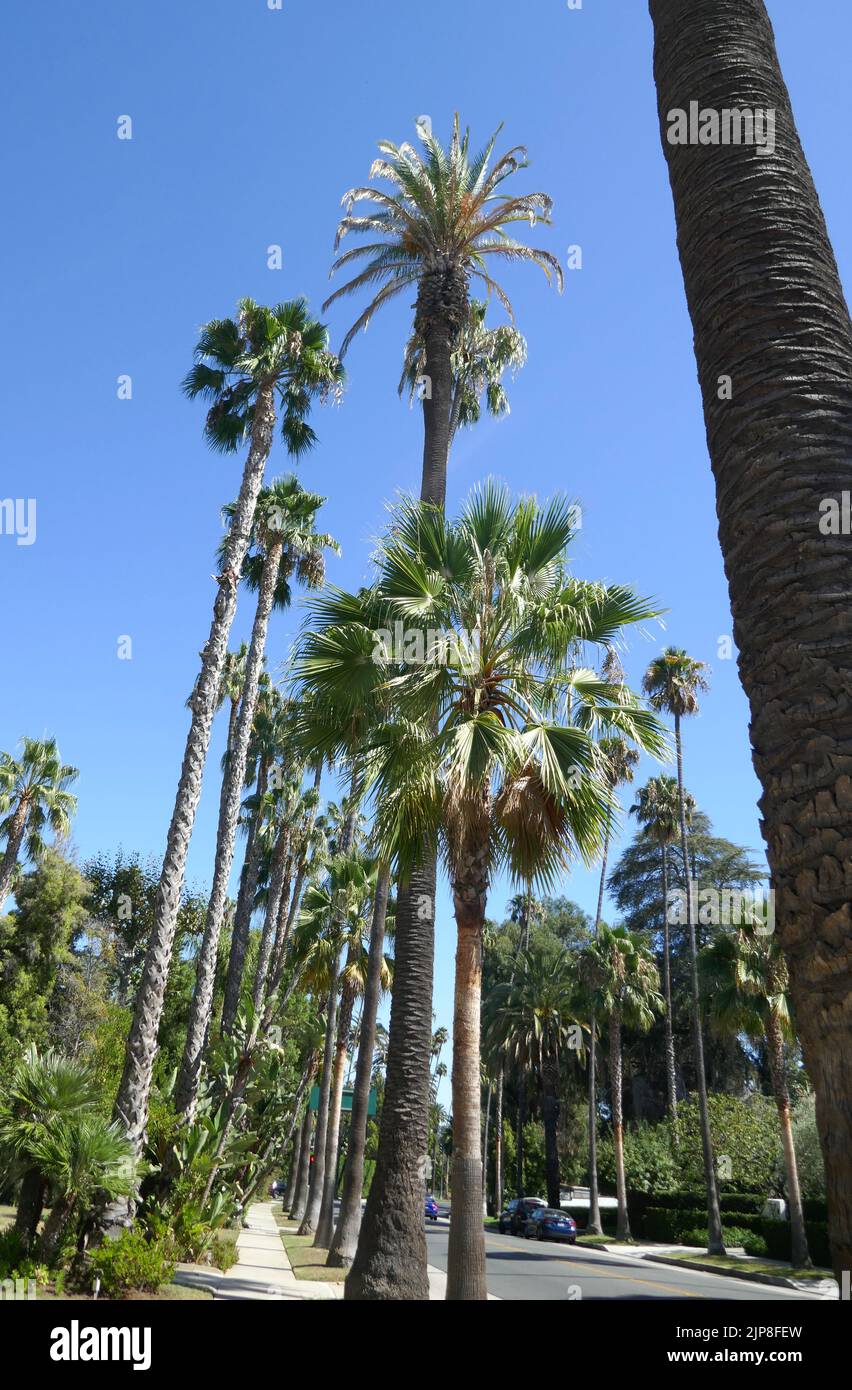 Beverly Hills, California, USA 15th August 2022 Palm Trees and Blue Sky on August 15, 2022 in Beverly Hills, California, USA. Photo by Barry King/Alamy Stock Photo Stock Photo
