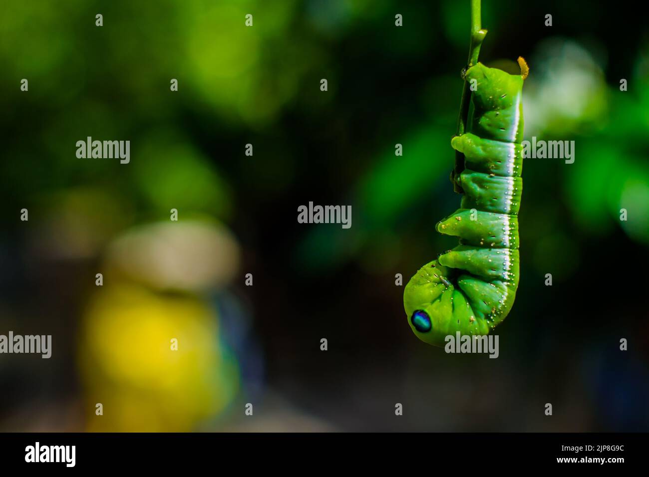 Flower Insects... Stock Photo