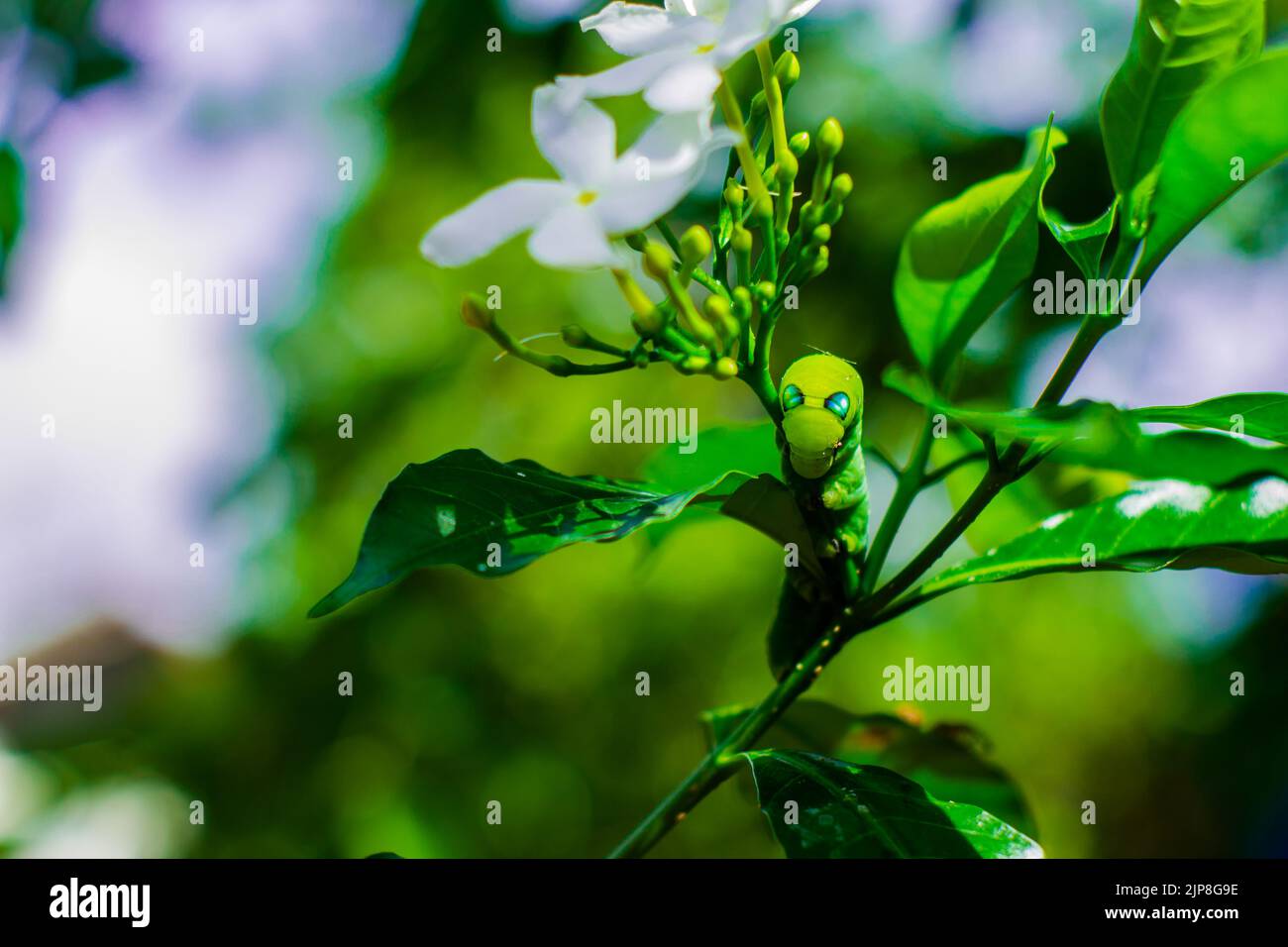 Flower Insects... Stock Photo