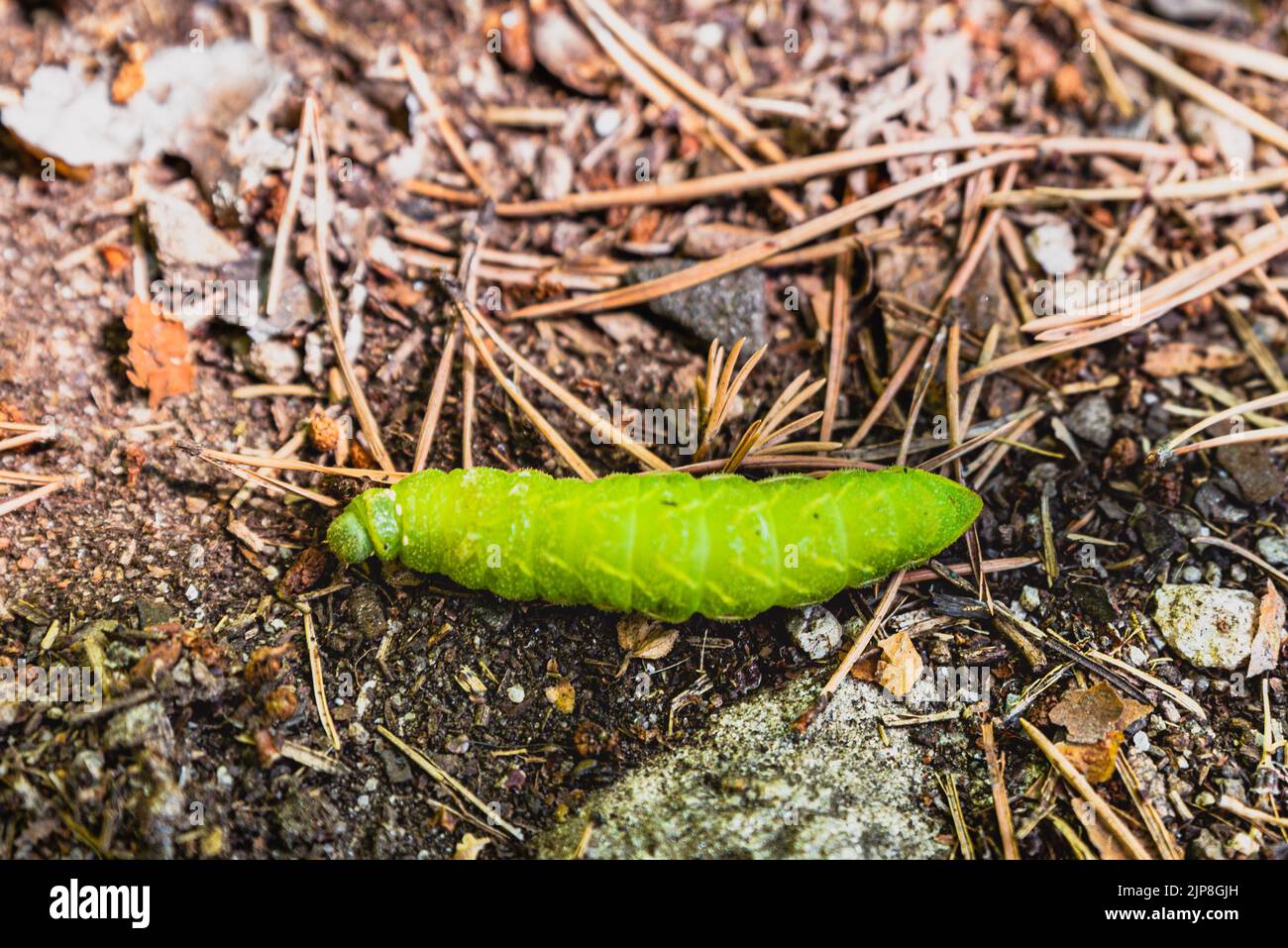 Tau Emperor green caterpillar crawling on brown earth. Green Aglia Tau moth dragging itself slowly. Slow crawl of an Aglia Tau worm (Giant Silk Moths) Stock Photo