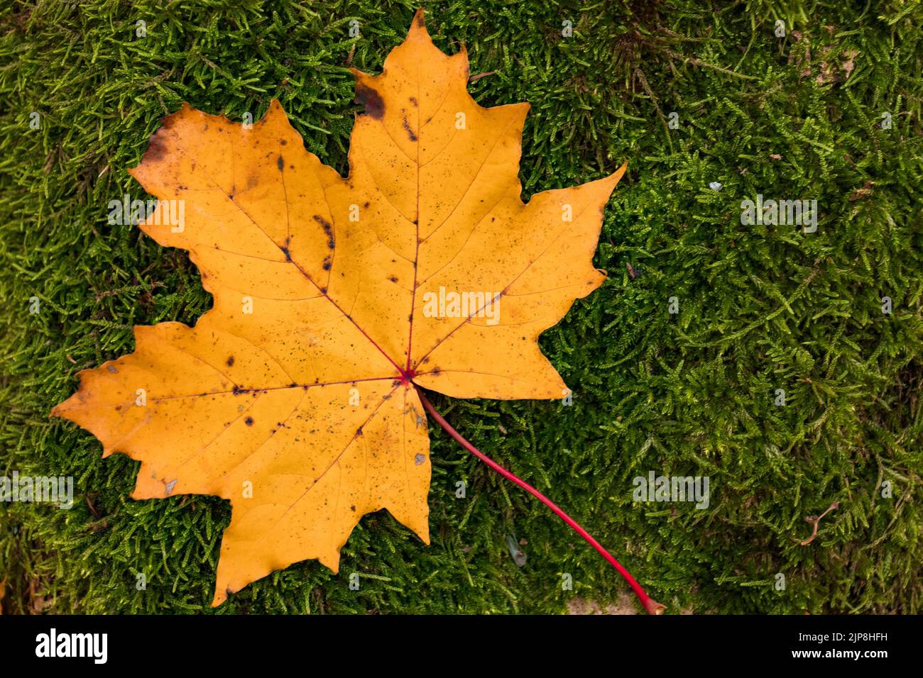 single maple leaf, yellow in autumn, lies on green moss Stock Photo