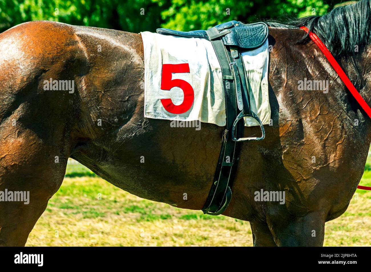 Race horse number five hi-res stock photography and images - Alamy