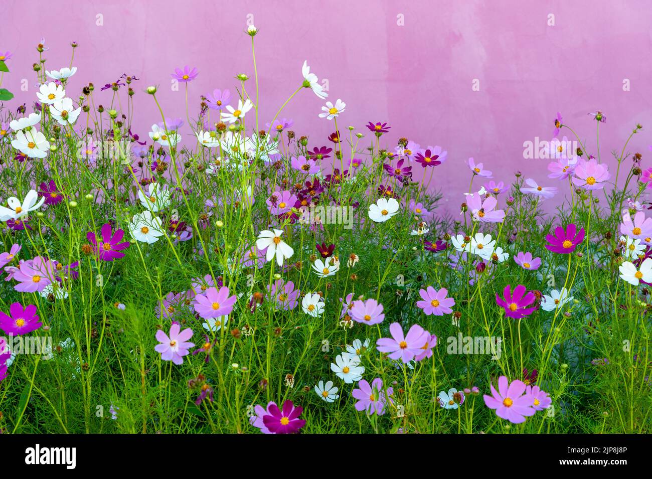 mauve flowers near mauve wall Stock Photo