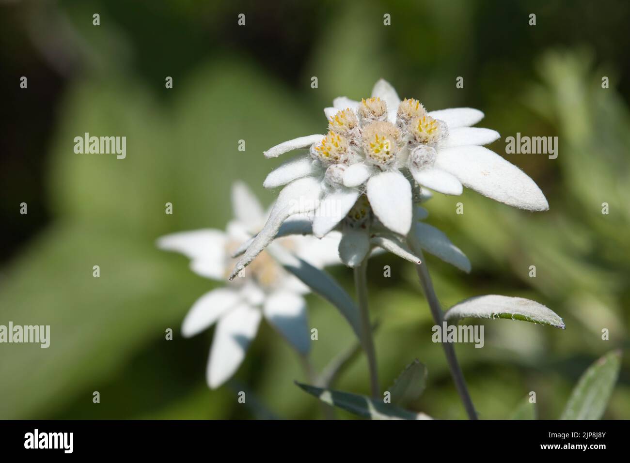 Close up of white Japanese Edelweiss flowers Stock Photo