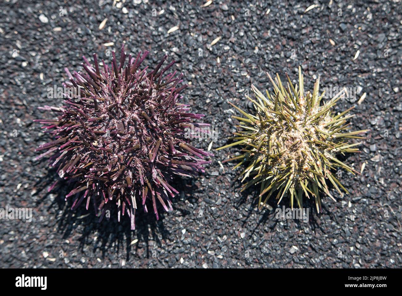 Sea urchin shells on black asphalt background Stock Photo