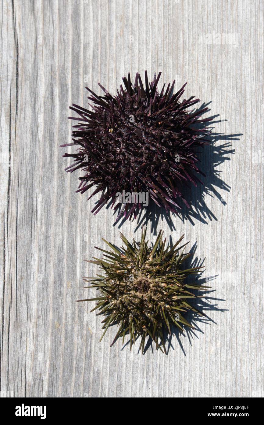 Two sea urchin shells on plain wood background Stock Photo