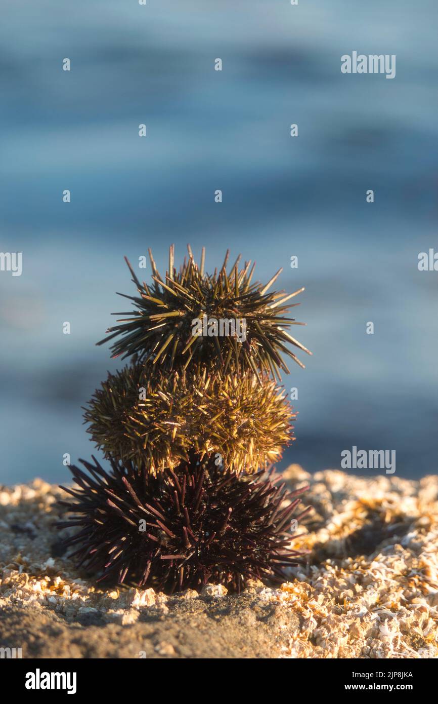 Three sea urchin shells by the sea Stock Photo