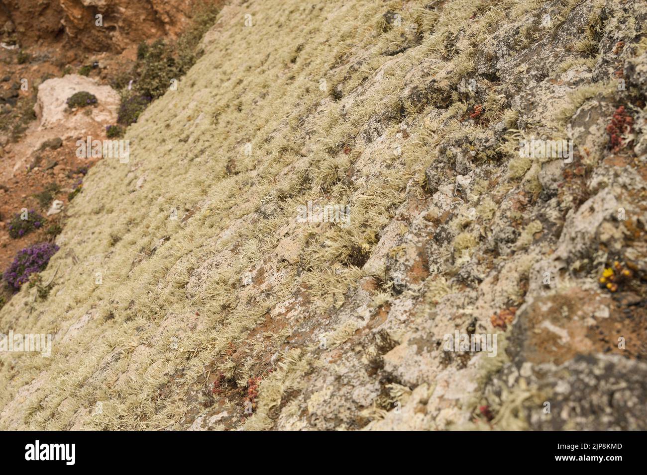 Lava Slope Lquen hi-res stock photography and images - Alamy