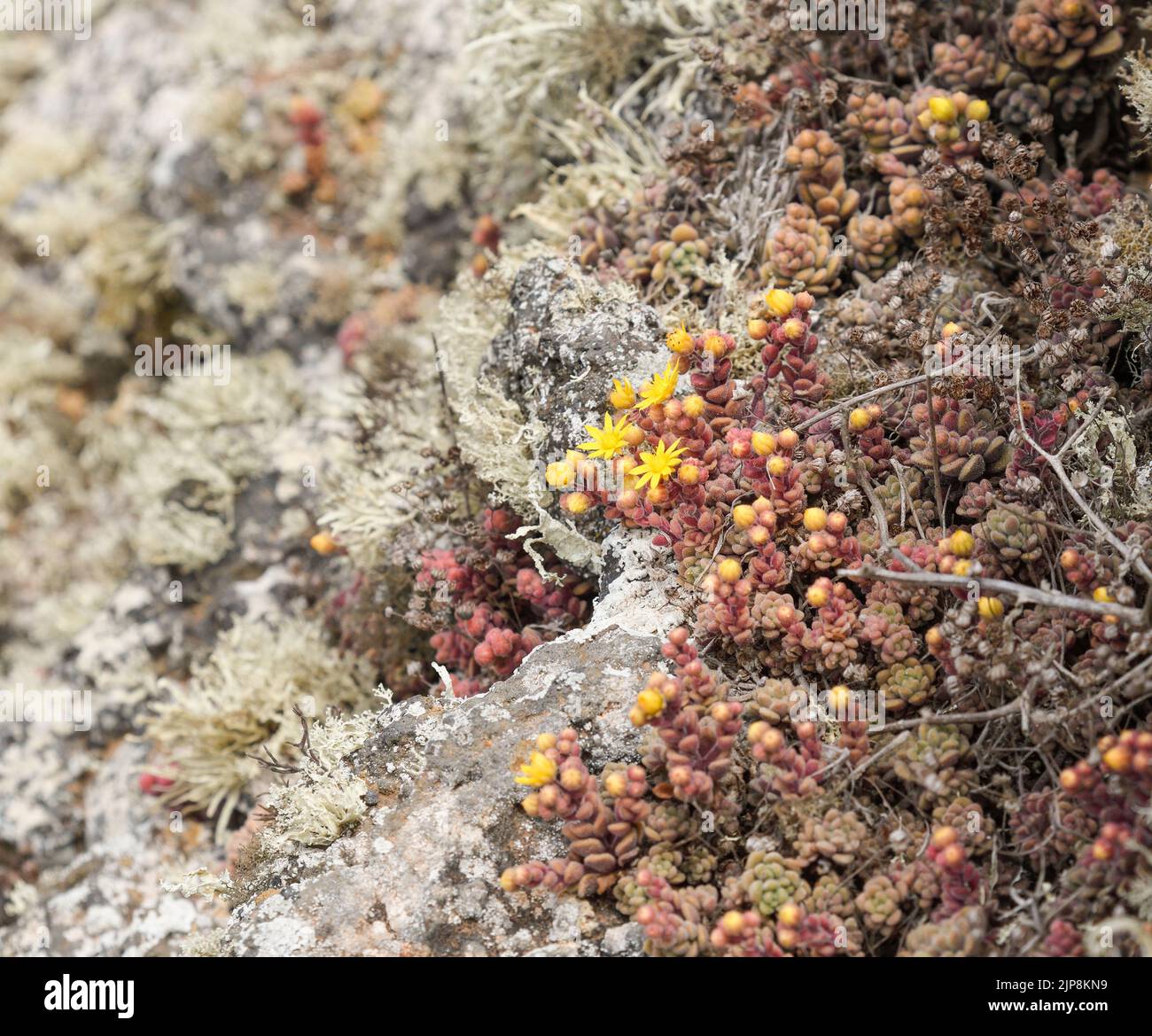 Detail of aichryson tortuosum growing between the lava rocks Stock Photo