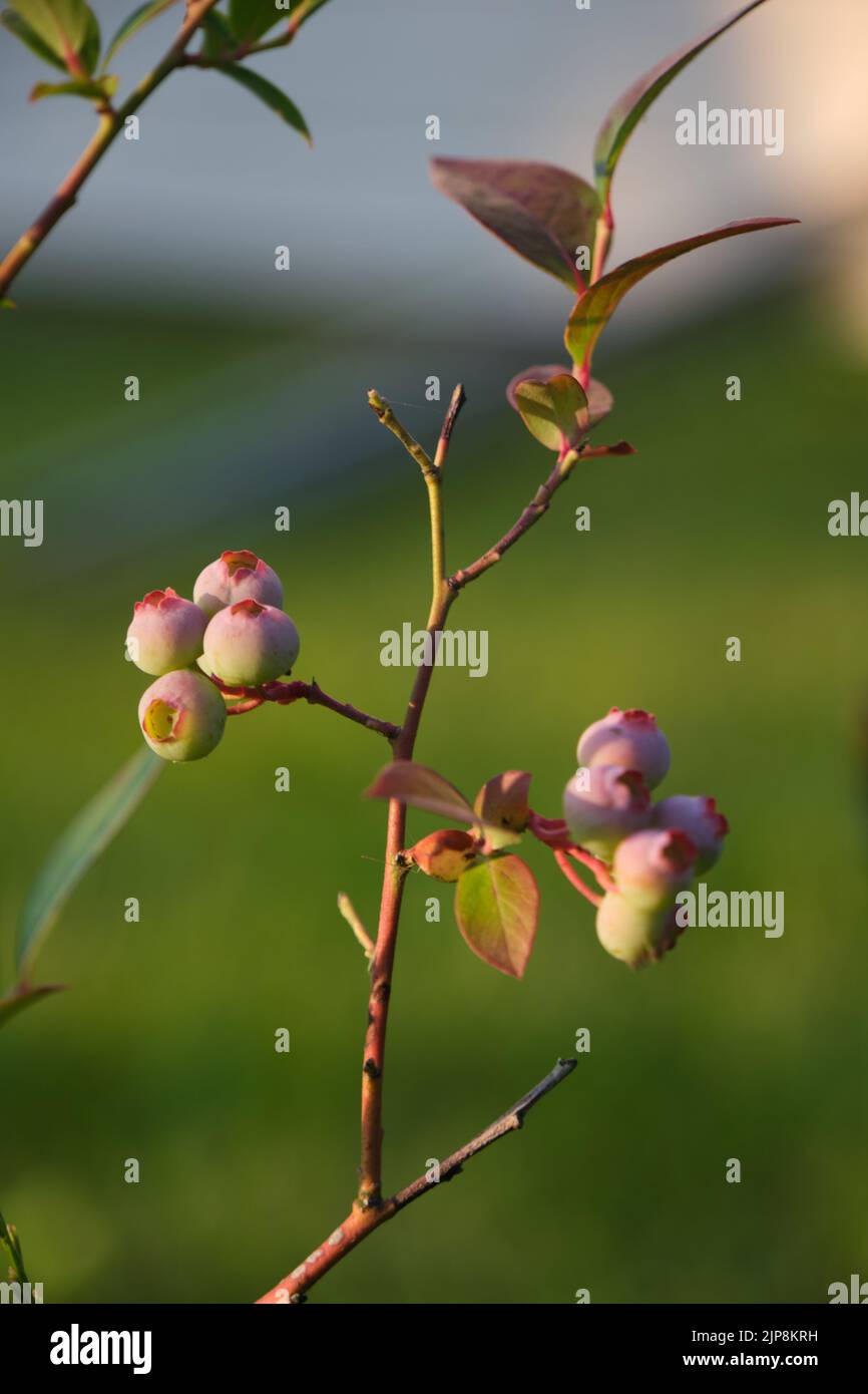A vertical shot of rabbit-eye blueberry growing in the garden Stock ...
