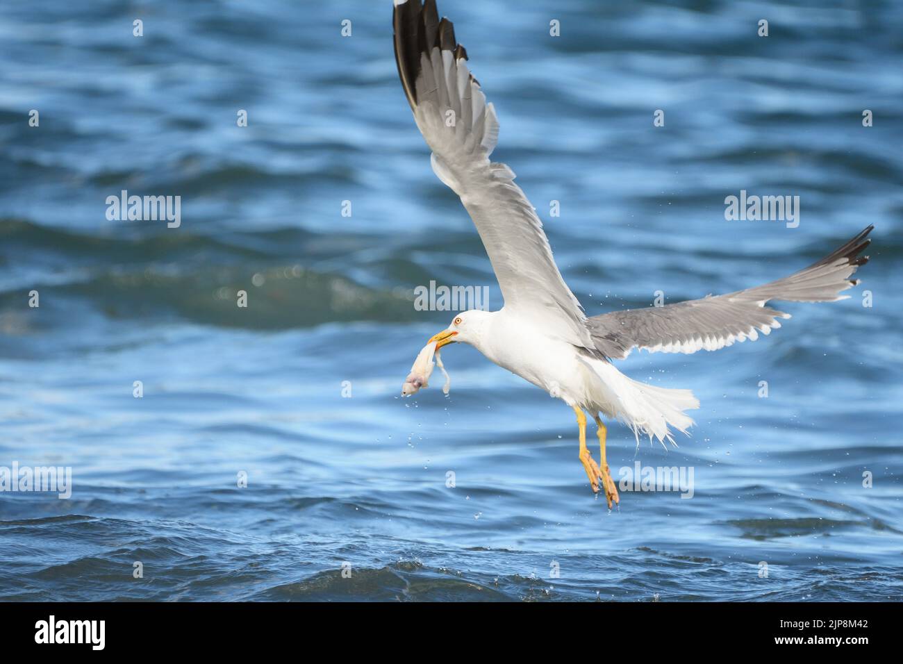 Yellow-legged Gull catching fish remains. Stock Photo