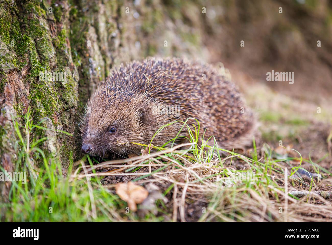 Common or European hedgehog (Erinaceus europaeus), a spiny mammal, seen close-up at the foot of a tree in Surrey, south-east England Stock Photo