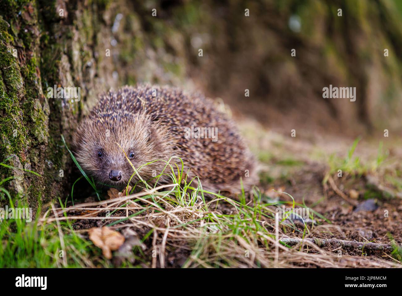 Common or European hedgehog (Erinaceus europaeus), a spiny mammal, seen close-up at the foot of a tree in Surrey, south-east England Stock Photo