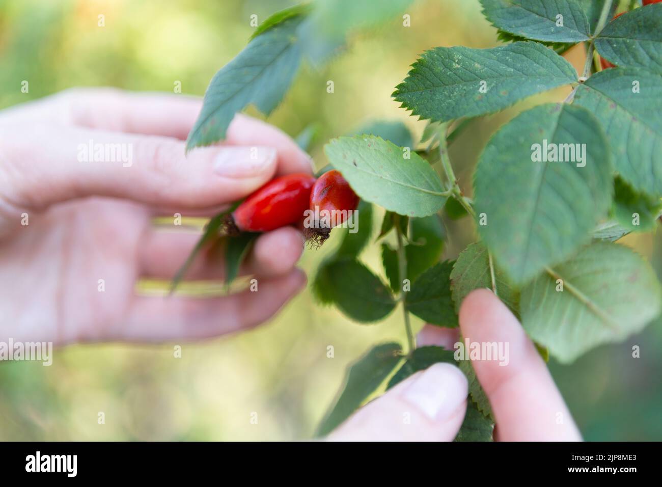 Two hands hold rose hips by the bush. Stock Photo