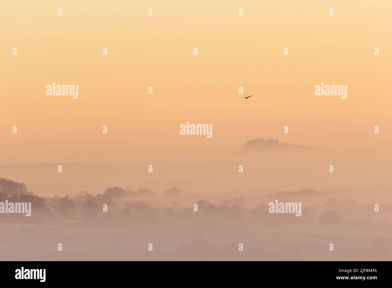 View of a mist filled Wharfedale valley with a single goose flying through the orange sky, West Yorkshire, England. Stock Photo