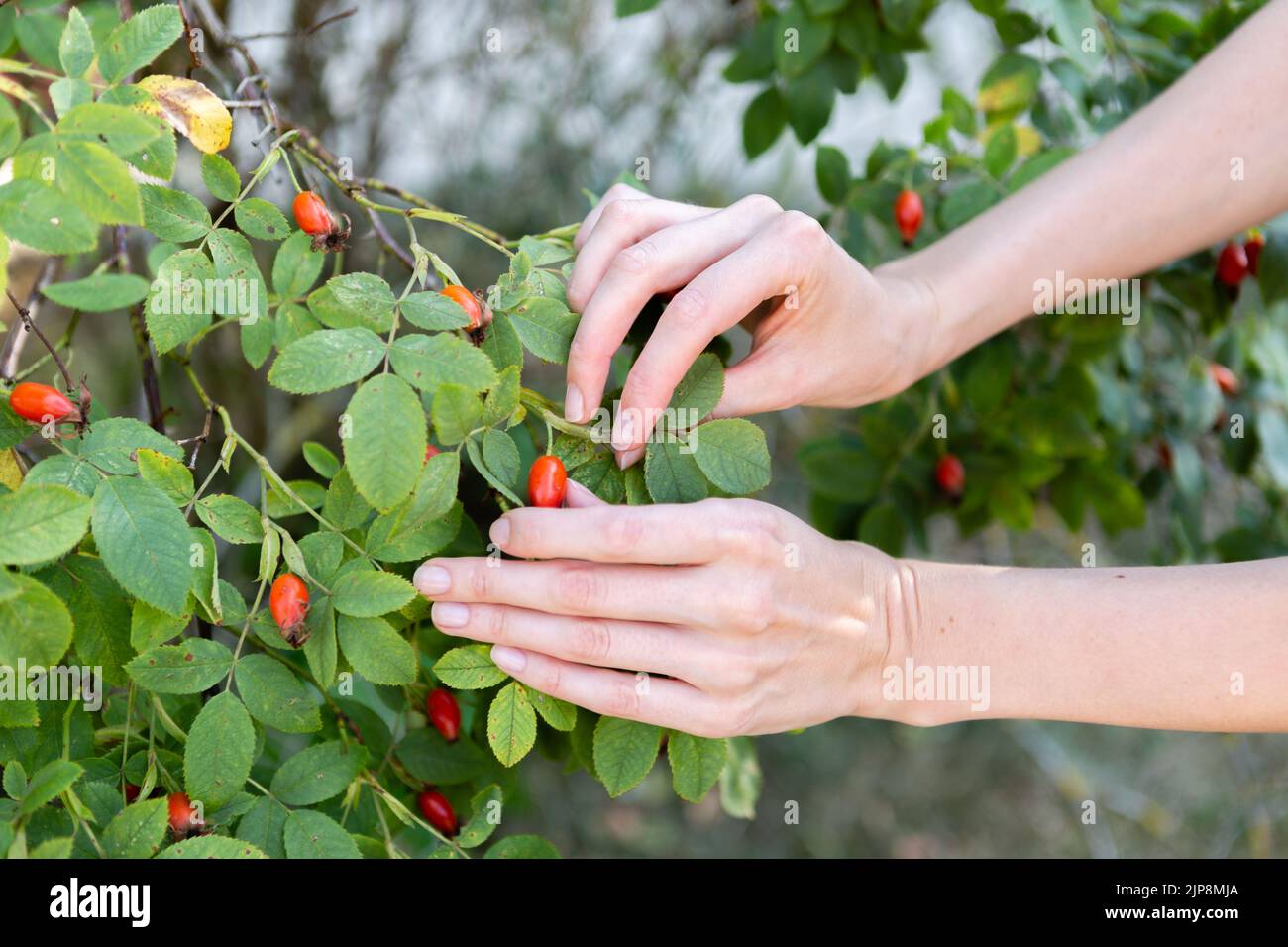 Two hands hold rose hips by the bush. Stock Photo