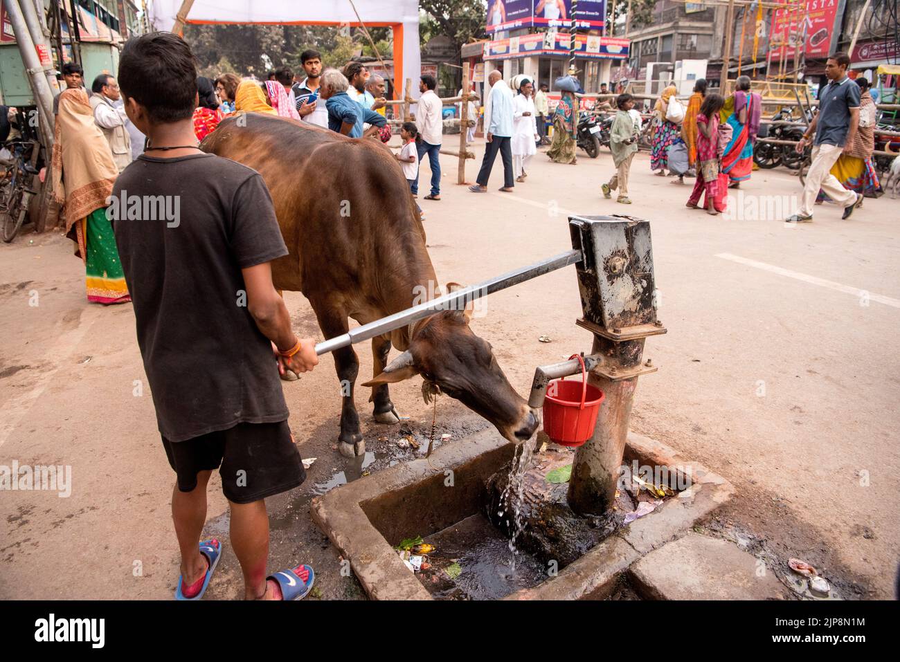 Cow drinking water from hand pump, Varanasi, Banaras, Benaras, Kashi, Uttar Pradesh, India Stock Photo