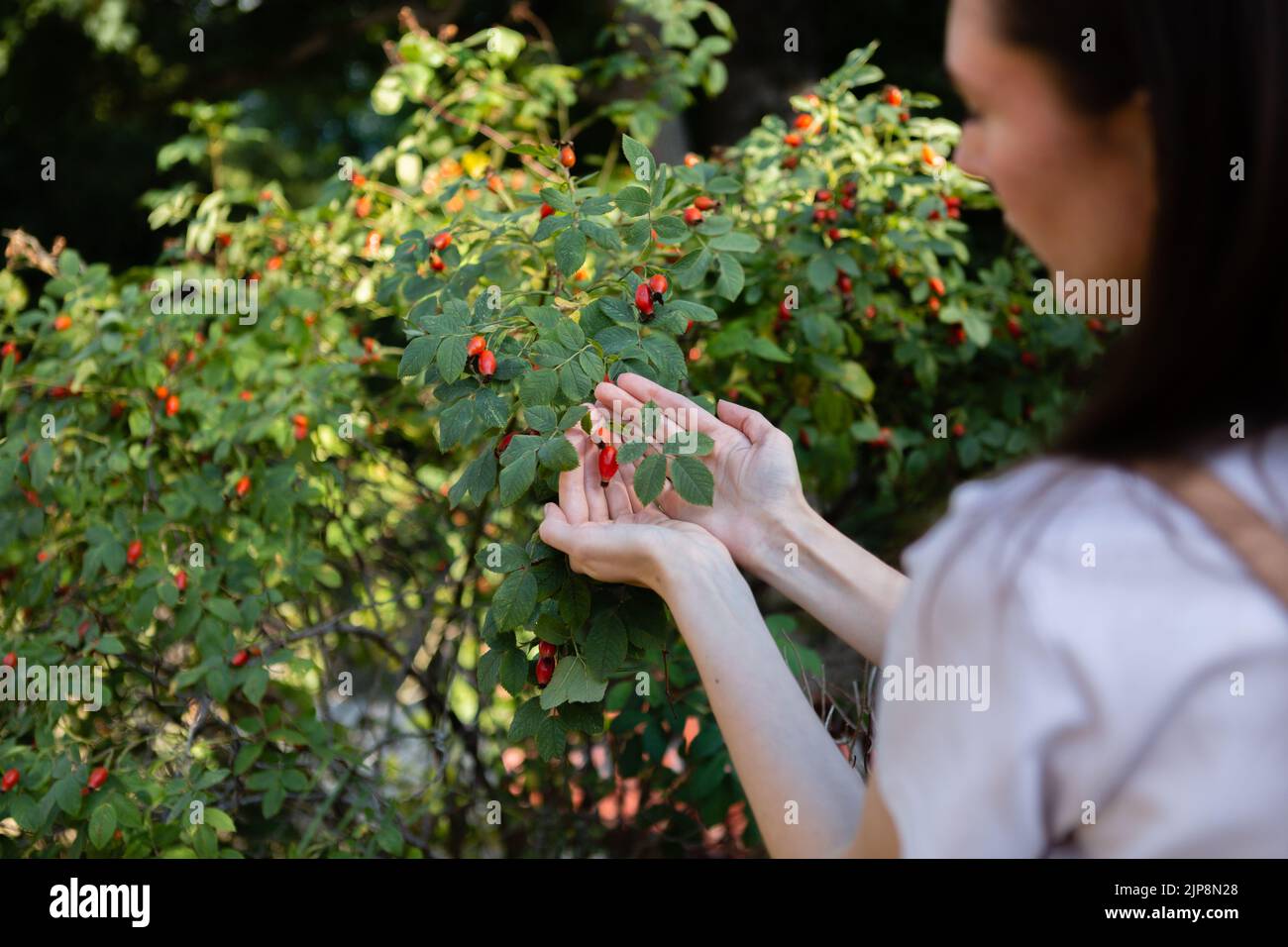 A woman collects rosehip berries from a green bush. Stock Photo
