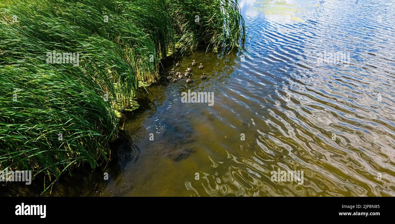 A small family of ducks hide by the reeds on a small pond Stock Photo