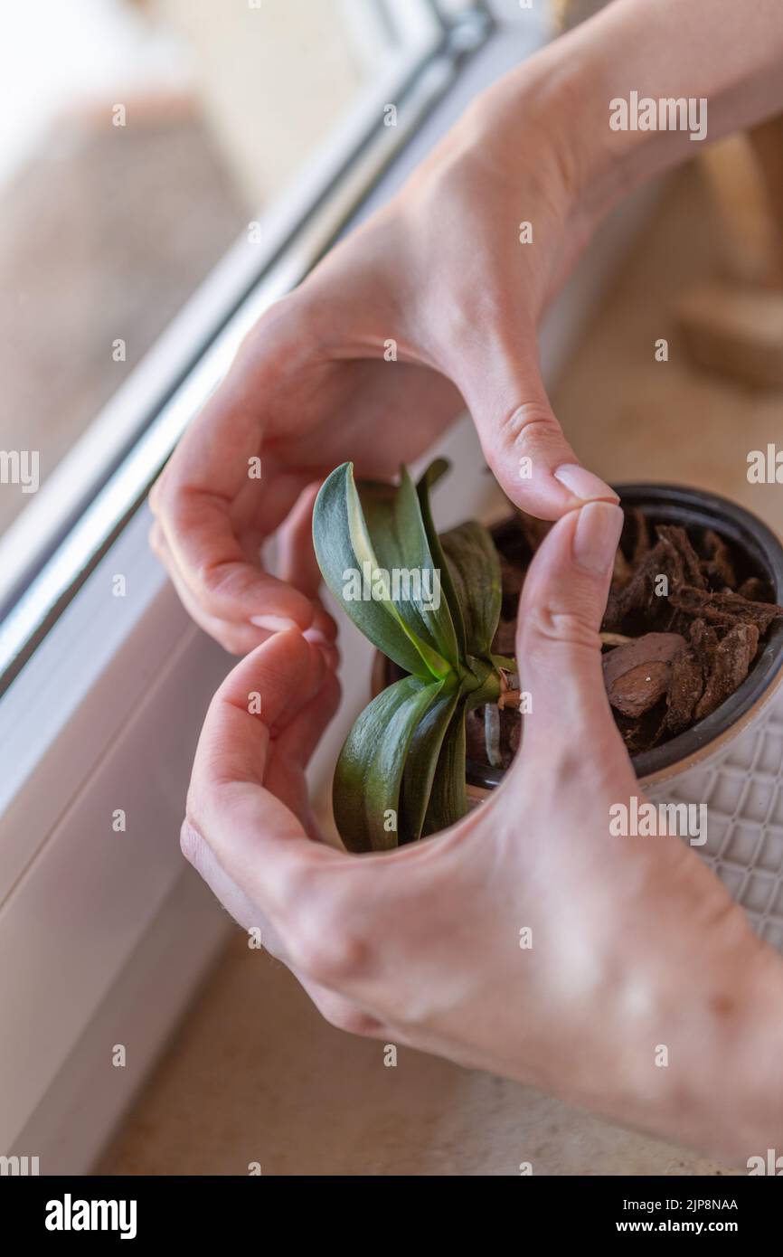 Hands showing heart above an orchid plant. Stock Photo