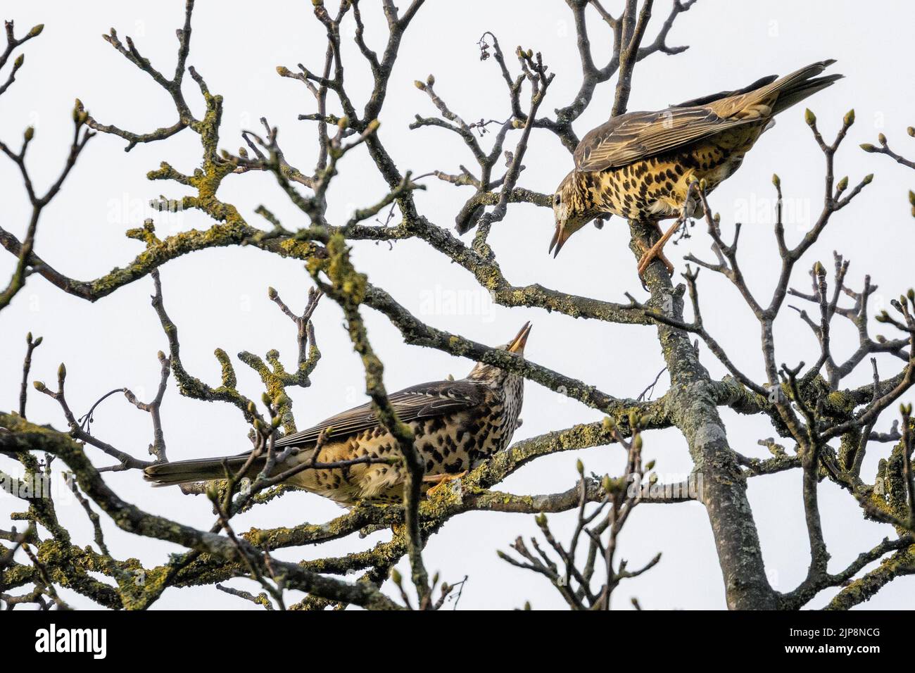 Two mistle thrushes, Turdus viscivorus, looking at each other perched in a tree Stock Photo
