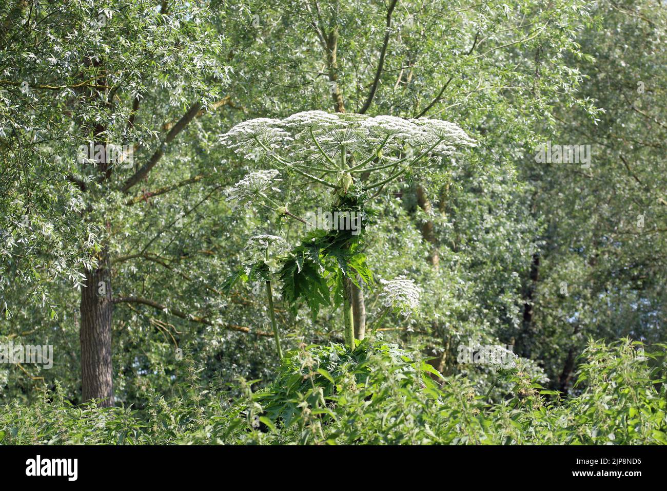 Giant hogweed, Heracleum mantegazzianum, plant in flower in a marsh with a blurred background of willow trees. Stock Photo
