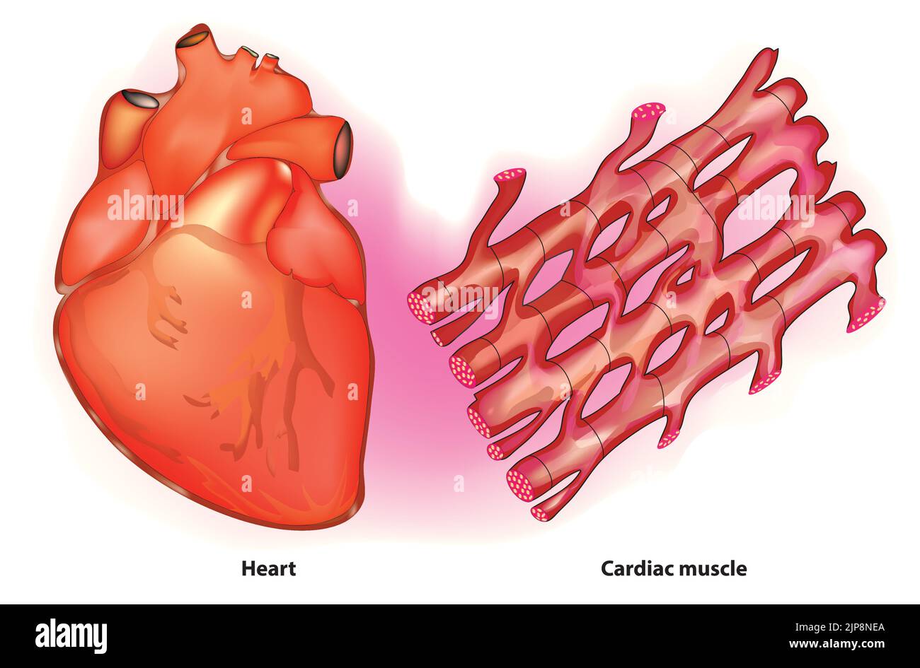Heart anatomy and cardiac muscle tissue Stock Vector
