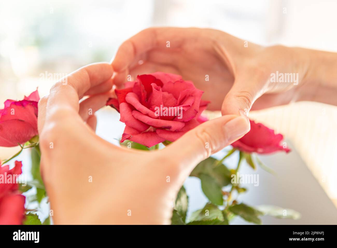 Hands showing heart above a rose. Stock Photo