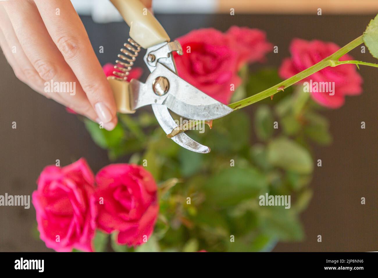 Womans hands cutting home a rose. Stock Photo