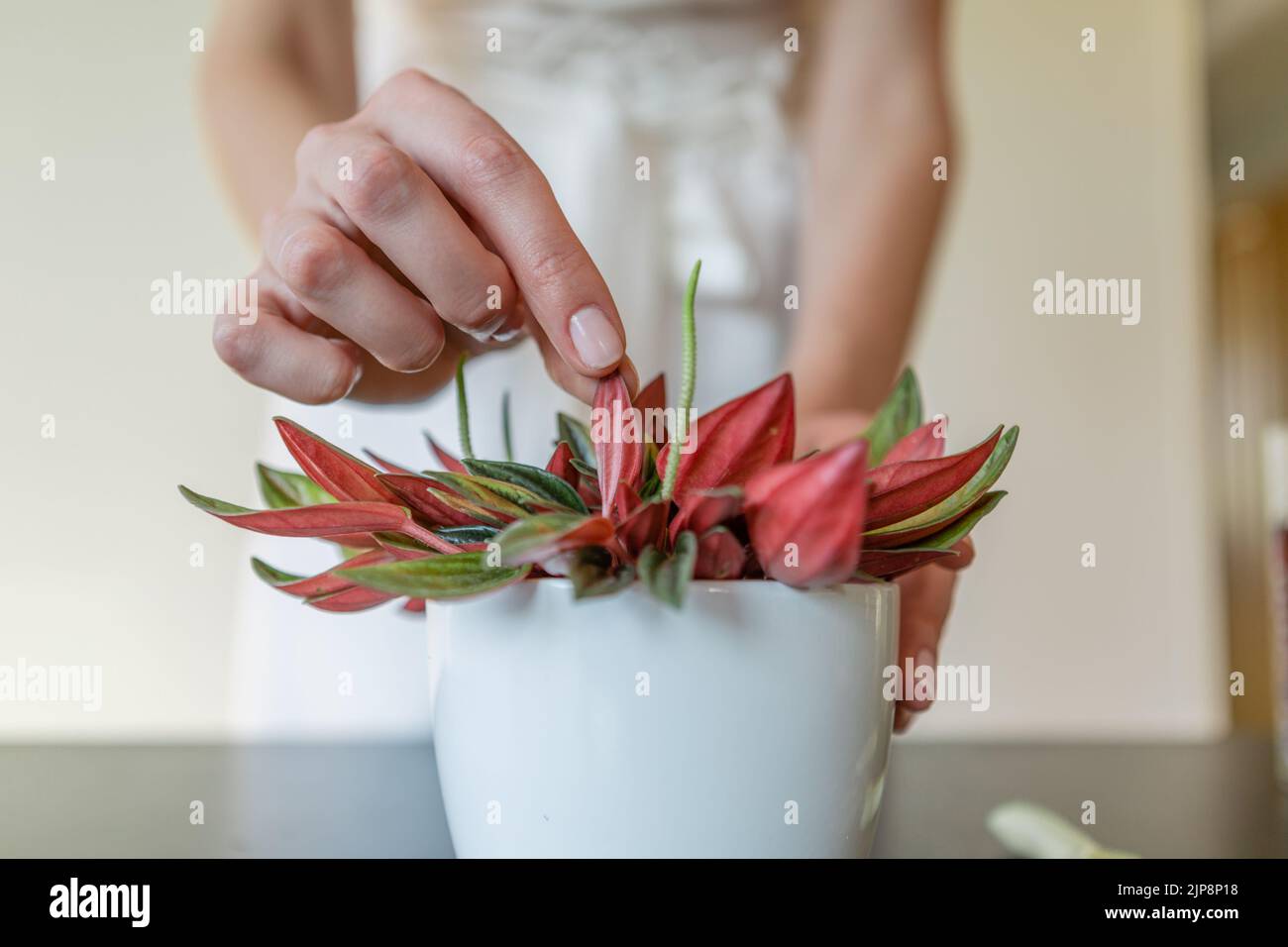 Woman's hands holding a flower of the peperomia rosso. Stock Photo